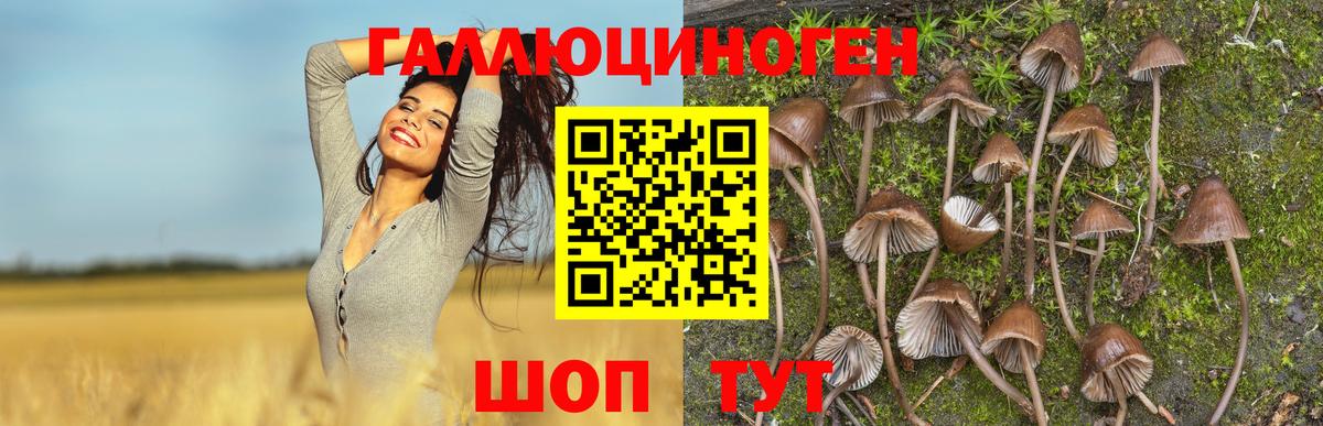 Псилоцибиновые грибы GOLDEN TEACHER Омск